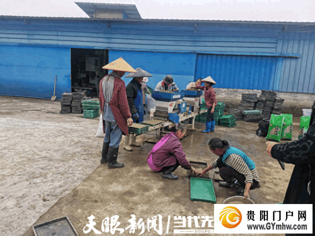 都匀市水稻机械化育秧有序推进