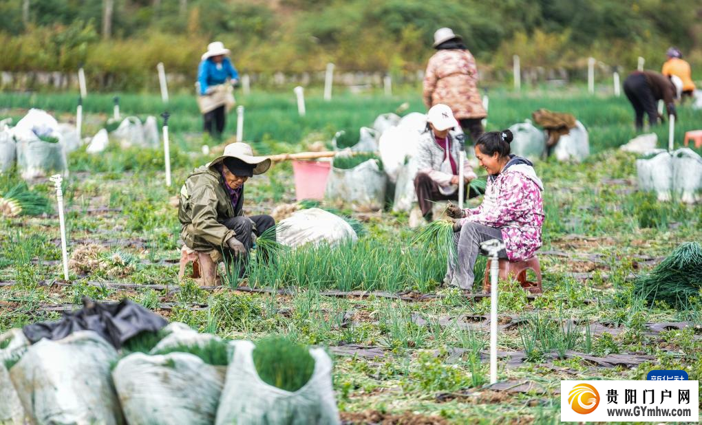 贵州赫章：香葱种植助力农户增收