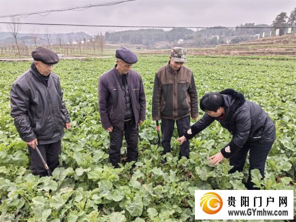 碧江：农技服务进田间 油菜管护促丰收