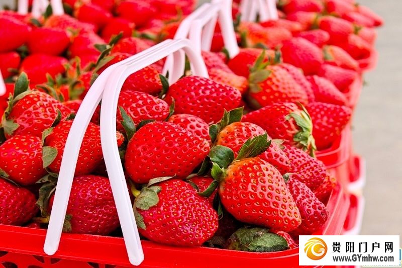 贵安湖潮乡冬季草莓月底抢“鲜”上市