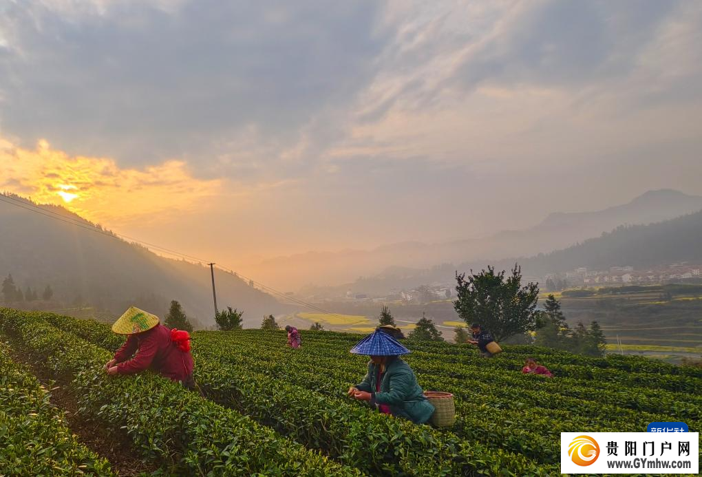 春到茶山采茶忙