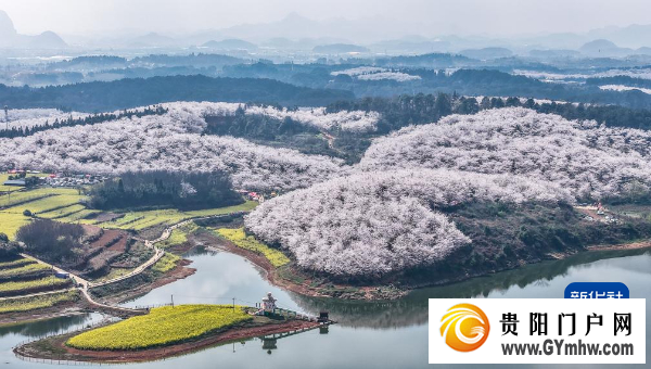 贵州“樱花海”又一次美到海外