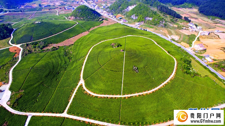 布局抹茶新赛道 安顺茶走向国际大市场(图4) 布局抹茶新赛道 安顺茶走向国际大市场(图4)