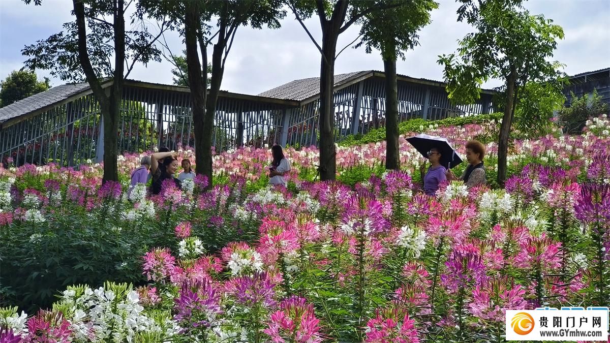 避暑之都点亮避暑经济丨趁现在,“花”点时间来贵阳贵安!(图4) 避暑之都点亮避暑经济丨趁现在,“花”点时间来贵阳贵安!(图4)