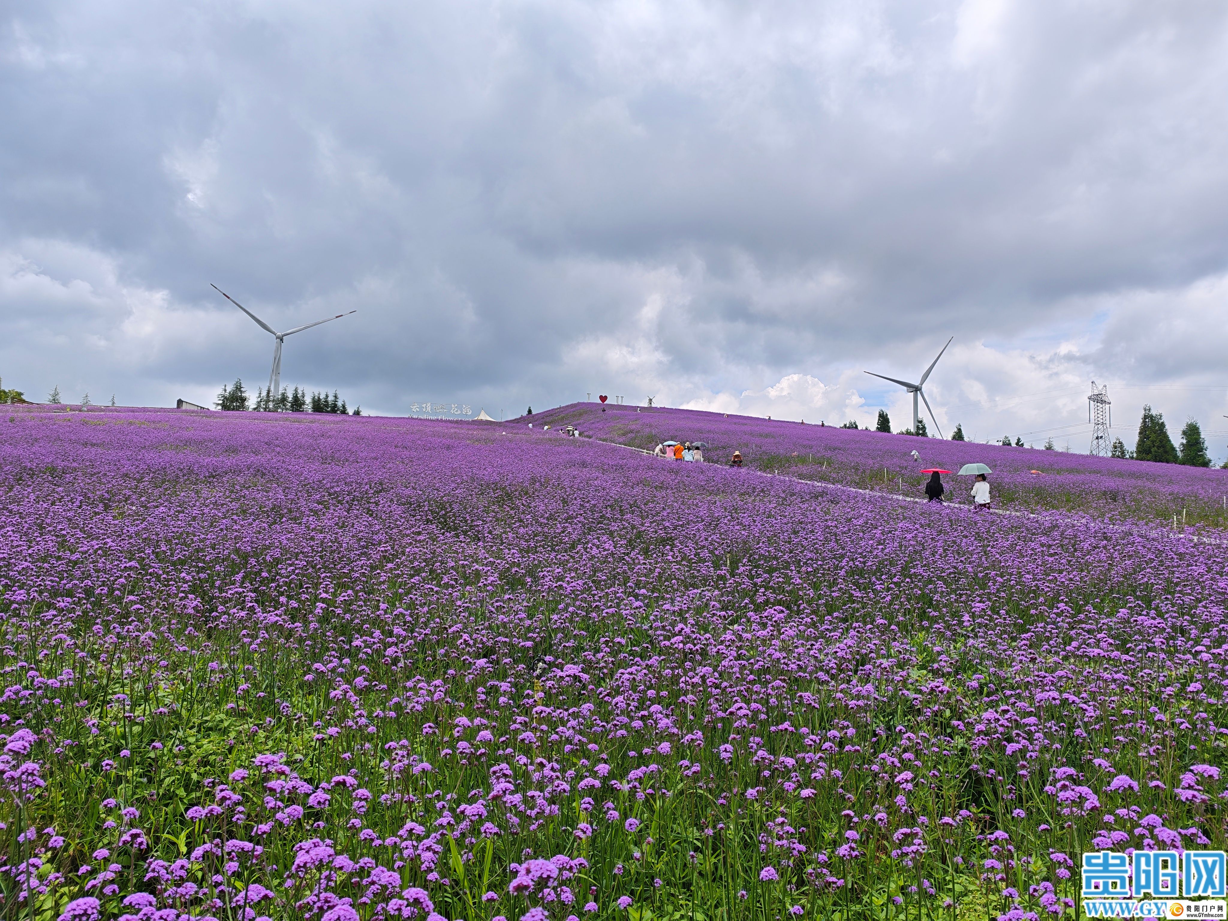 花溪区高坡乡打造云顶花海吸引游客避暑赏花(图5) 花溪区高坡乡打造云顶花海吸引游客避暑赏花(图5)