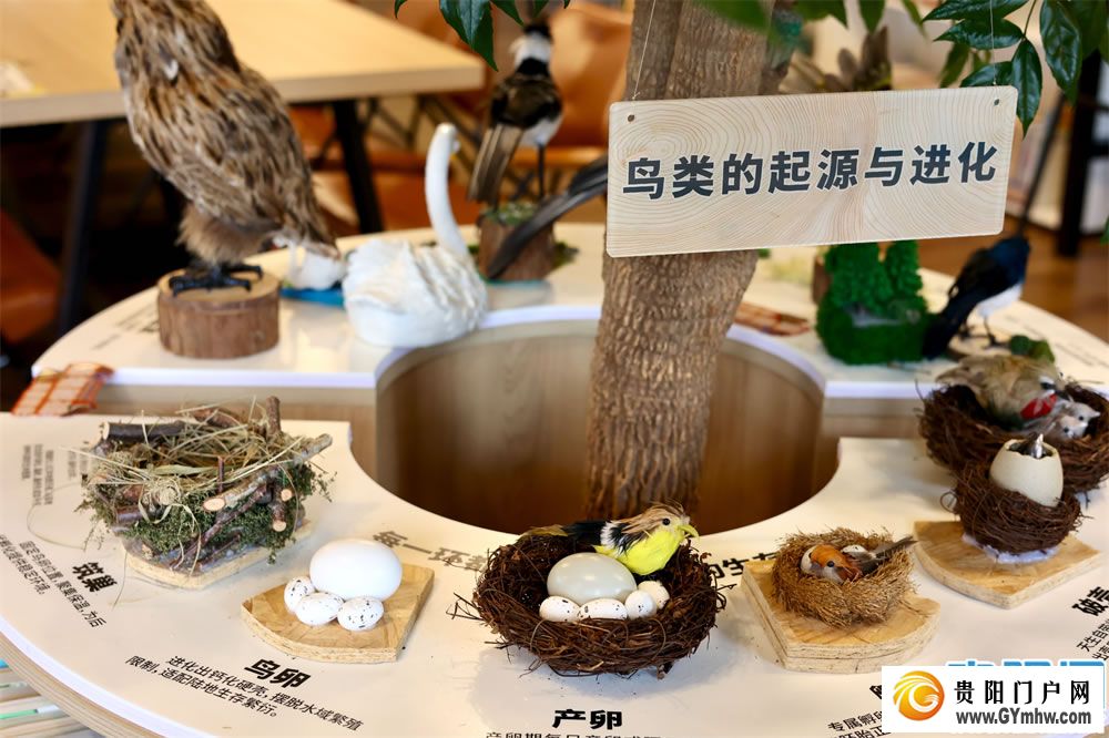 观山湖公园有了鸟类生态展(图2)